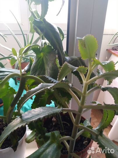 Каланхоэ лечебное