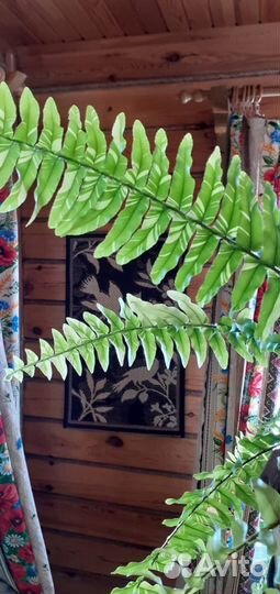 Комнатные растения