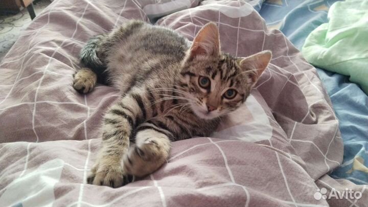 Кошка в дар бесплатно