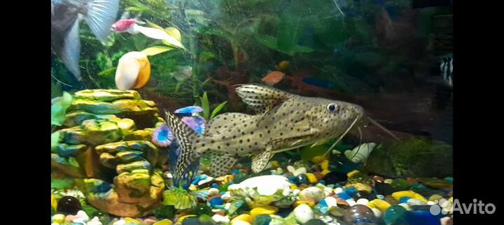 Сом синодонтис