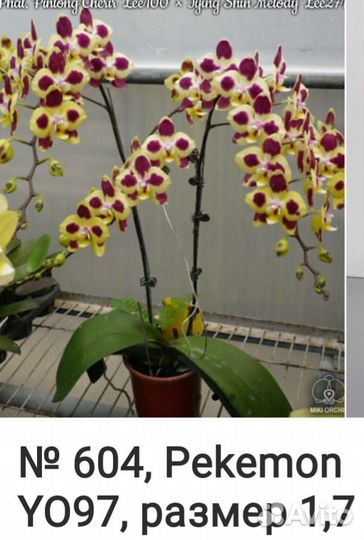 Орхидеи подростки 1,7