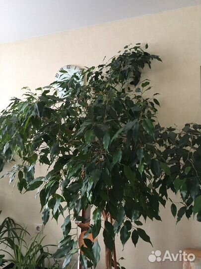 Фикус Бенджамина 50см бенжамин