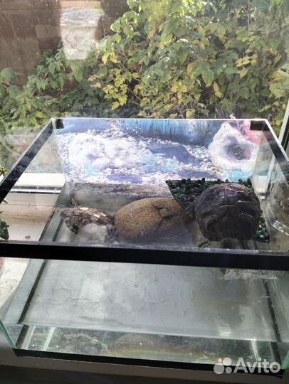 Красноухая черепаха с аквариумом