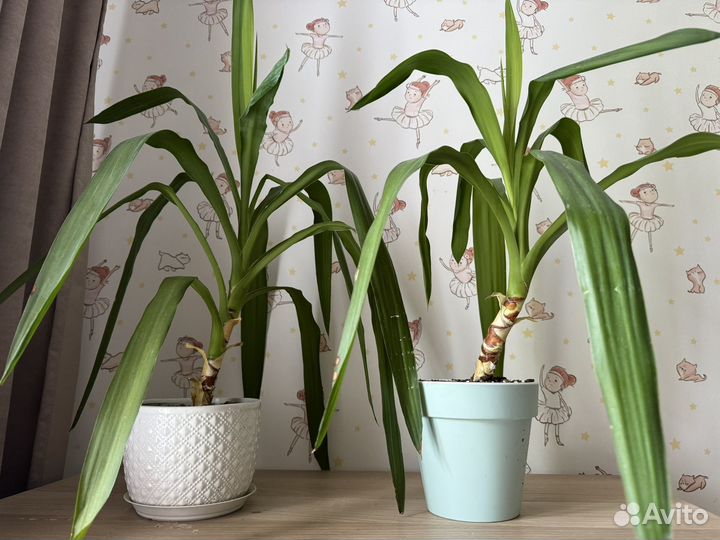 Пальма юкка