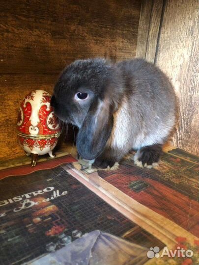 Карликовые вислоухие крольчата