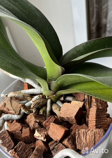 Орхидея фаленопсис