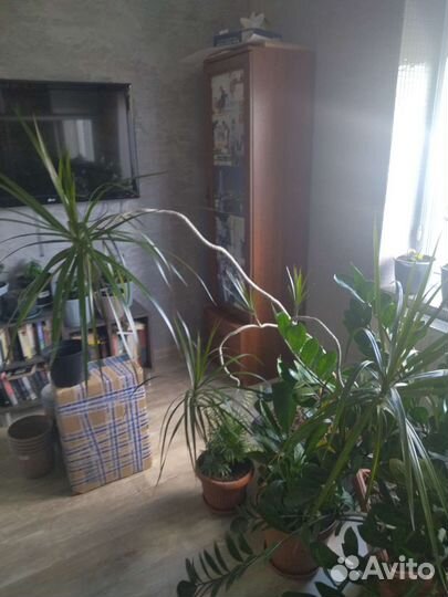 Комнатные цветы