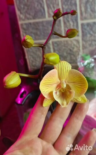 Орхидея биг лип