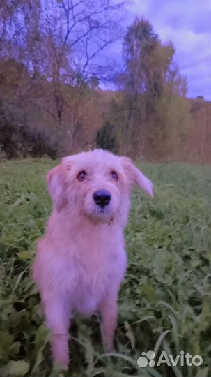 Груминг собак на дому