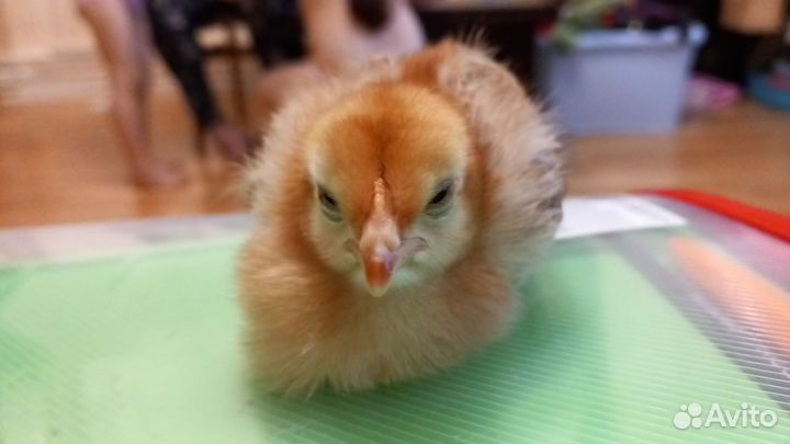 Продам цыплят