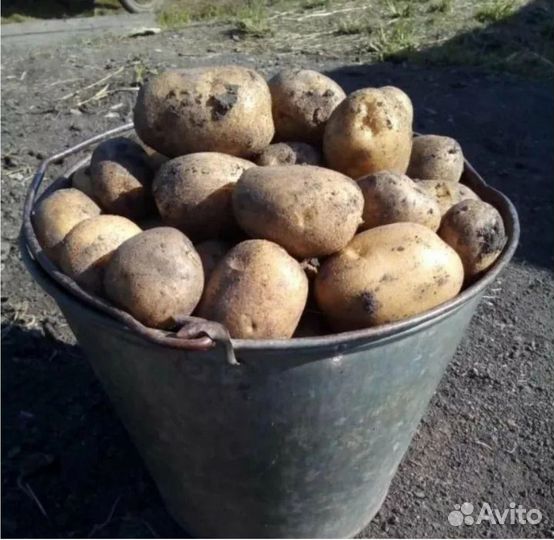 Картофель гала