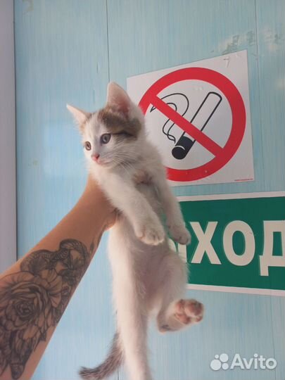 Котенок котик