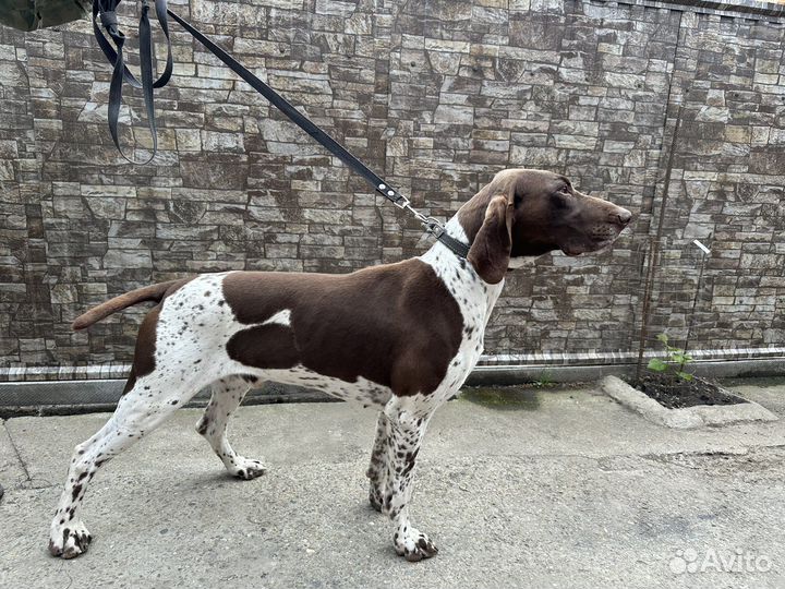 Кобель курцхаар вязка