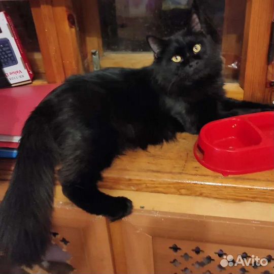 Роскошный Барон