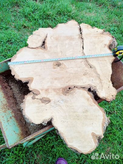 Срез капа березы. Природный камень