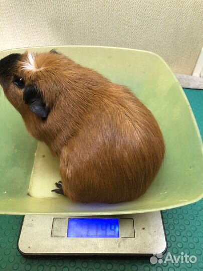 Морская свинка крестед для вязки