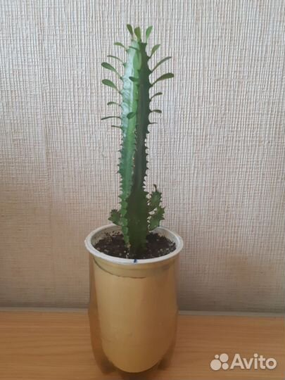 Молочай трехгранный