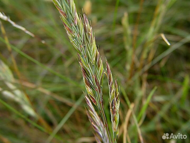 Семена Овсяницы Тростниковой оптом