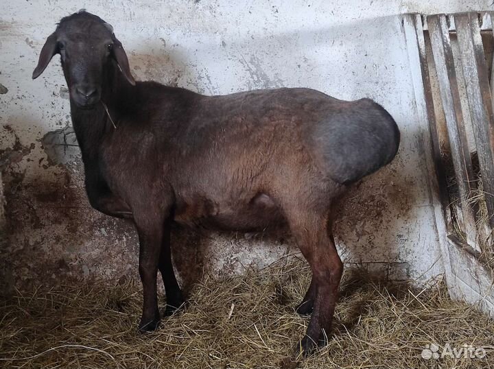 Баран Эдельбаевский