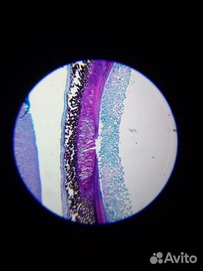 Микроскоп (40-640х) на подарок ребенку