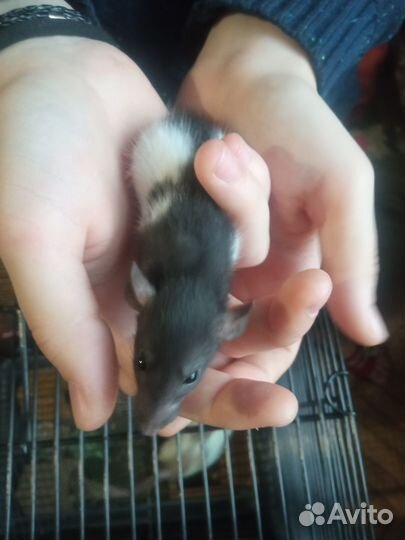 Крысята, крысята дамбо