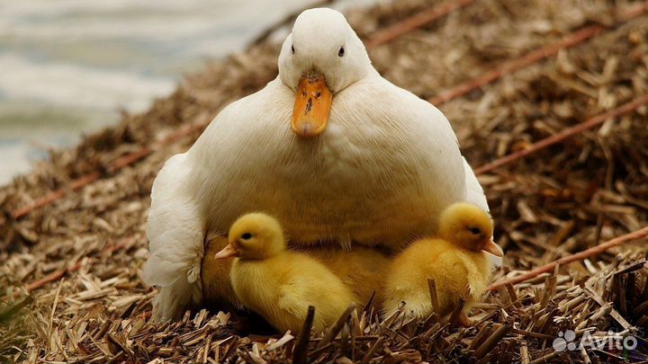 Комбикорм для уток