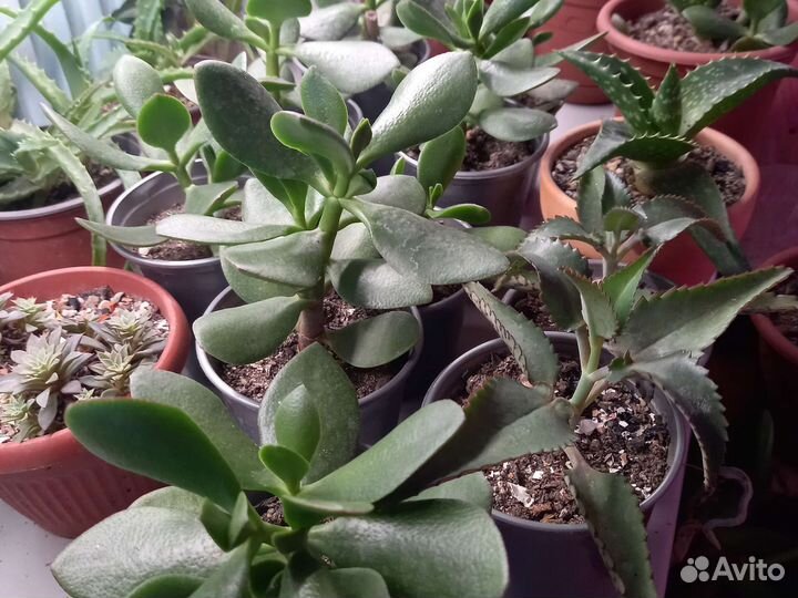 Суккуленты