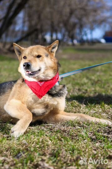 Феникс мечтает стать нужным