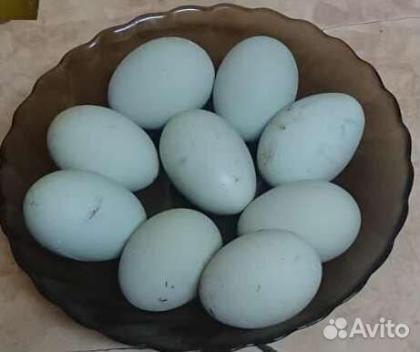 Легбар (голубое яйцо) инкубационное яйцо