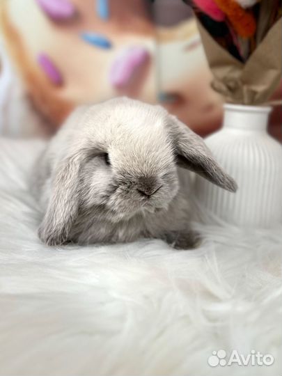 Карликовый кролик Минилоп, нидерланский кролик