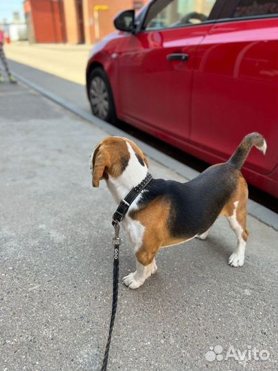 Бигль бесплатно