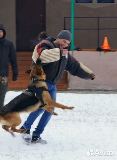 Дрессировка собак
