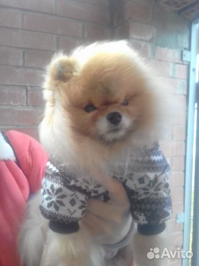 Ветеринарный врач.Опыт 26 лет. Лечу 16/7.Запись