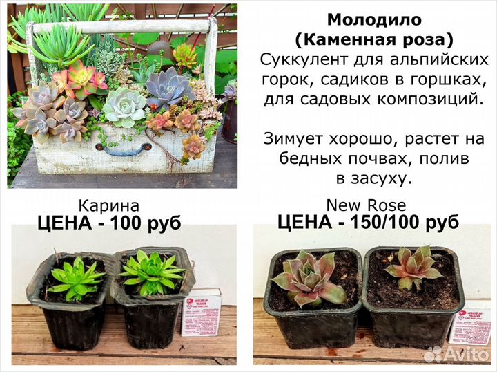 Суккуленты, цветы для балкона, многолетники цены о