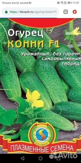 Рассада перец острый и балгарский, баклажаны