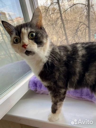 Кошка в добрые руки