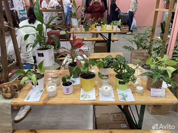 Комнатные растения