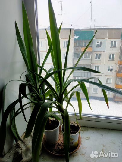 Юкка наверное