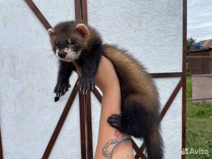 Хорьки из профи питомника с документами