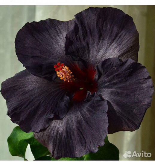 Гибискус Moorea DOA