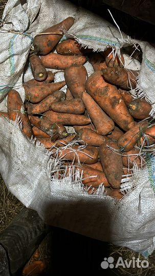 Морковь для животных