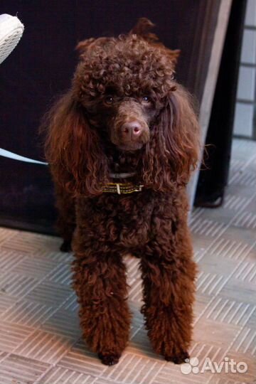 Вязка собак