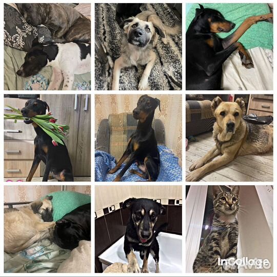 Передержка домашних животных