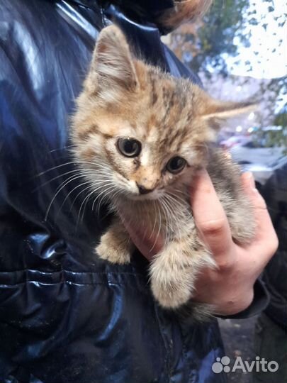 Кошка бесплатно