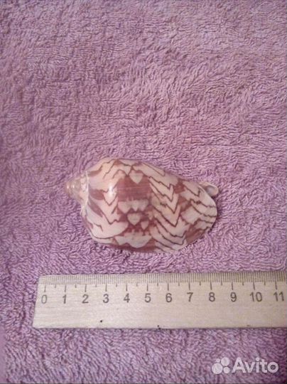 Ракушки,смотрите ленту