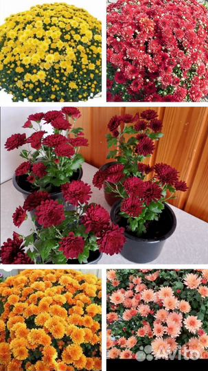 Хризантемы мультифлора