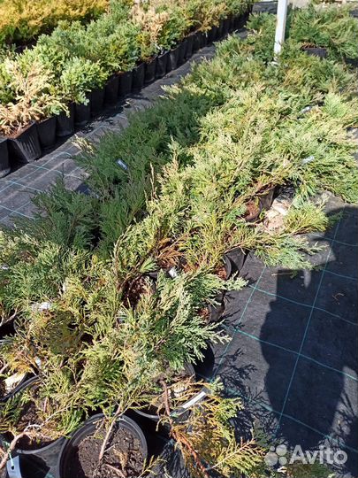 Саженцы можжевельника