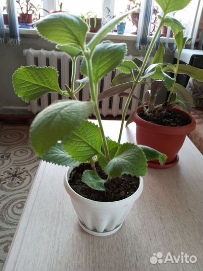 Мята комнатная