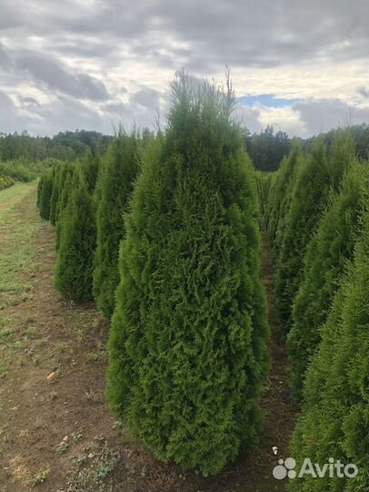 Туя Брабант 1,5 м