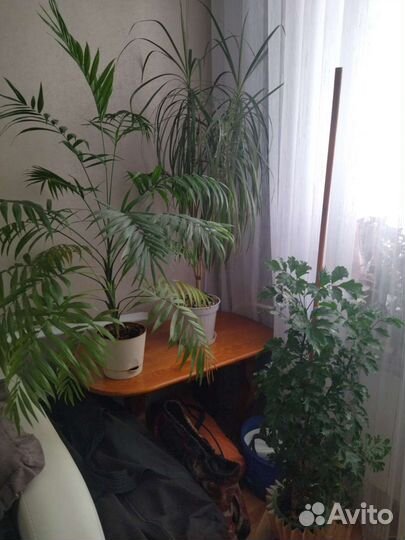 Цветы для офиса